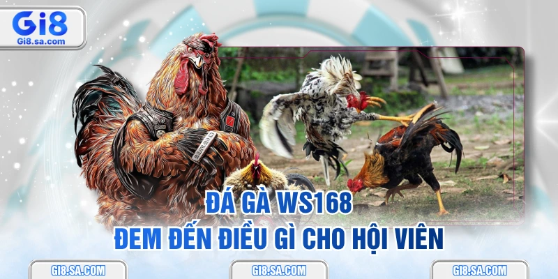 Đá gà WS168 đem đến điều gì cho hội viên